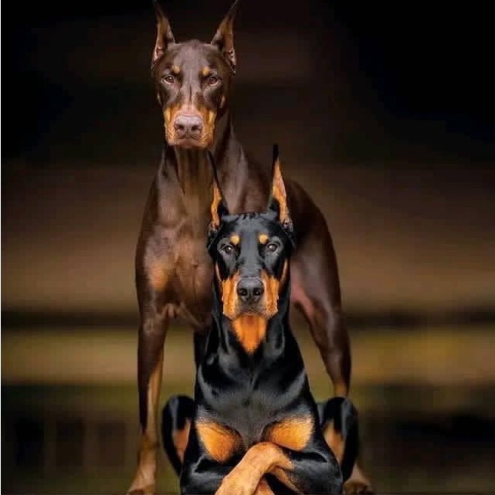 Meet your Posher, Shirley